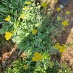 Achillea clypeolata Blomst