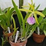 Cattleya bicolor Alkat (teljes növény)