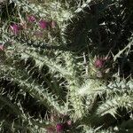 Carduus carlinoides Blüte