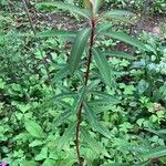 Euphorbia griffithii Hoja