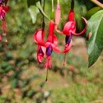 Fuchsia regia फूल