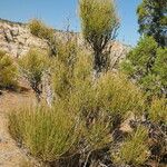 Ephedra viridis Levél