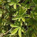 Potentilla valderia Likasa