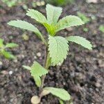 Potentilla simplex Leaf