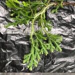 Selaginella concinna 葉