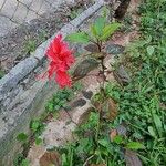 Hibiscus schizopetalus Floro