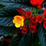 Chrysothemis pulchella Flower