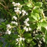 Ageratina ligustrina Flor