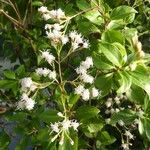 Ageratina ligustrina 花