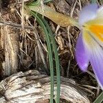 Crocus versicolor Blad