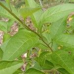 Lycianthes rantonnetii Leaf