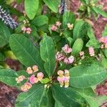 Euphorbia lophogona Blad