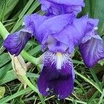 Iris × germanica Fiore