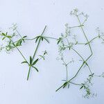 Galium elongatum Hábito