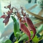 Bulbophyllum rothschildianum