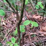 Vaccinium parvifolium പുറംതൊലി