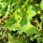 Coleostephus myconis Leaf