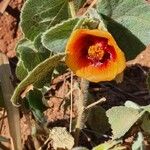 Abutilon hirtum Blüte