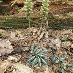 Goodyera pubescens Habitus