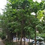 Platanus orientalis整株植物