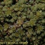 Herniaria alpina Blüte