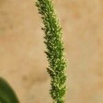 Setaria verticillata പുഷ്പം