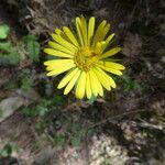 Doronicum pardalianches Flower