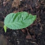 Begonia egregia Листок