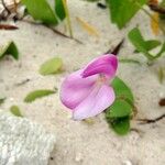 Canavalia rosea Flower