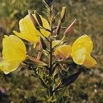 Oenothera glazioviana फूल