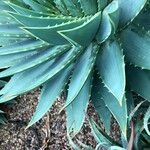 Aloe polyphylla Habit