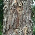 Casuarina equisetifolia Bark