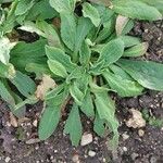 Silene noctiflora Leaf