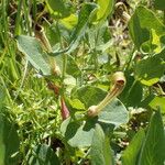 Aristolochia paucinervis Altul/Alta