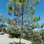 Pinus kesiya आदत