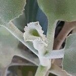 Kalanchoe beharensis Hoja