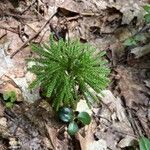 Lycopodium dendroideum Foglia