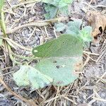 Ipomoea asarifolia Leaf