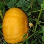 Cucurbita maxima果実