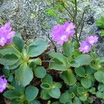 Primula hirsuta Flor