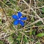 Gentiana vernaKvet