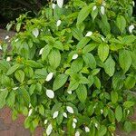 Mussaenda frondosa Flors