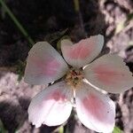 Clarkia amoena Blomma