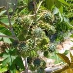 Ricinus communis Плод