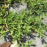 Batis maritima Habit