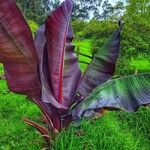 Ensete ventricosumFolha