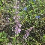 Orthosiphon rubicundus Blomst