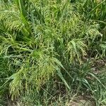 Panicum miliaceum 形態