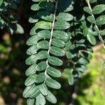 Sophora microphylla Hoja