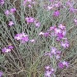 Marcus-kochia littorea Flower